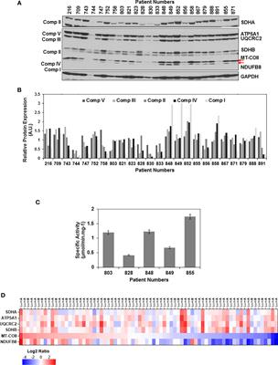 Role of mitochondrial translation in remodeling of energy metabolism in ER/PR(+) breast cancer